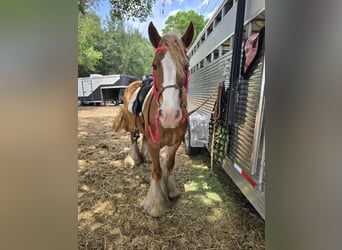 Gypsy Horse, Mare, 13 years, 14.2 hh, Chestnut