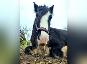 Gypsy Horse, Mare, 13 years, 14.2 hh