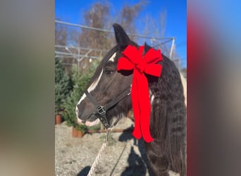 Gypsy Horse, Mare, 13 years, 14.2 hh, Pinto