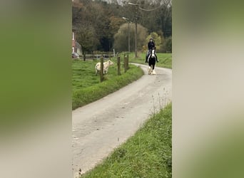 Gypsy Horse, Mare, 13 years, 14,3 hh, Pinto