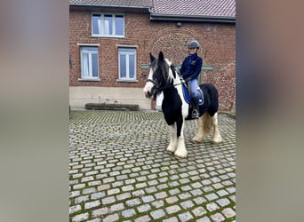 Gypsy Horse, Mare, 13 years, 14,3 hh, Pinto