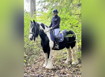 Gypsy Horse, Mare, 13 years, 14,3 hh, Pinto