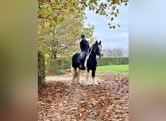 Gypsy Horse, Mare, 13 years, 14,3 hh, Pinto