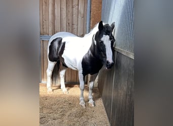 Gypsy Horse Mix, Mare, 13 years, 14 hh, Pinto