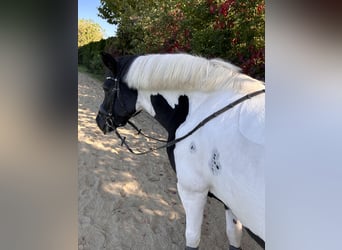 Gypsy Horse Mix, Mare, 13 years, 14 hh, Pinto