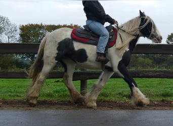 Gypsy Horse, Mare, 13 years, 14 hh, Pinto