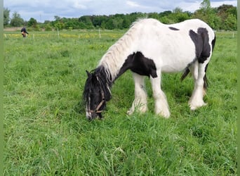Gypsy Horse, Mare, 13 years, 14,1 hh, Pinto