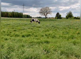 Gypsy Horse, Mare, 13 years, 14,1 hh, Pinto