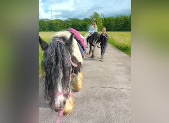 Gypsy Horse, Mare, 13 years, 14,1 hh, Pinto