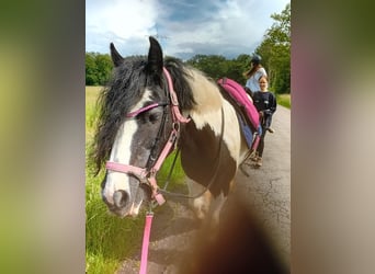 Gypsy Horse, Mare, 13 years, 14,1 hh, Pinto