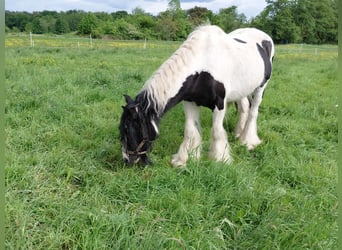 Gypsy Horse, Mare, 13 years, 14,1 hh, Pinto