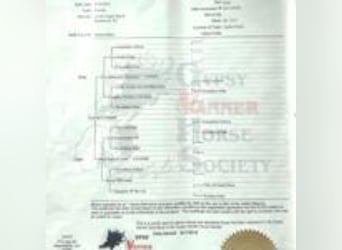 Gypsy Horse, Mare, 13 years, 14,1 hh, Tobiano-all-colors