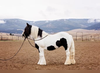 Gypsy Horse, Mare, 13 years, 14,1 hh, Tobiano-all-colors