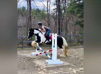 Gypsy Horse, Mare, 13 years, 14,2 hh, Pinto