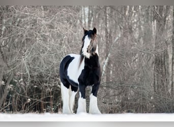 Gypsy Horse, Mare, 13 years, 14,2 hh, Pinto