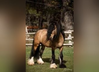 Gypsy Horse, Mare, 13 years, 14,2 hh, Pinto