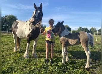 Gypsy Horse Mix, Mare, 13 years, 15,1 hh, Black