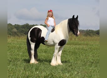 Gypsy Horse, Mare, 13 years, 15 hh, Tobiano-all-colors