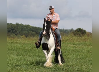 Gypsy Horse, Mare, 13 years, 15 hh, Tobiano-all-colors