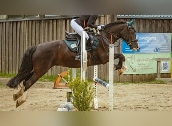 Gypsy Horse, Mare, 13 years, Black