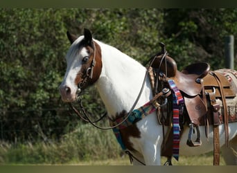 Gypsy Horse Mix, Mare, 13 years, Pinto