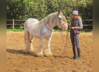 Gypsy Horse, Mare, 14 years, 13.1 hh, Roan-Blue