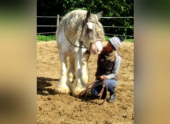Gypsy Horse, Mare, 14 years, 13.1 hh, Roan-Blue