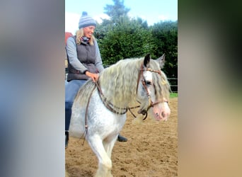 Gypsy Horse, Mare, 14 years, 13.1 hh, Roan-Blue