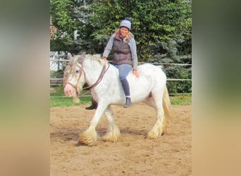 Gypsy Horse, Mare, 14 years, 13.1 hh, Roan-Blue