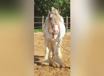 Gypsy Horse, Mare, 14 years, 13.1 hh, Roan-Blue