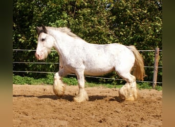 Gypsy Horse, Mare, 14 years, 13.1 hh, Roan-Blue