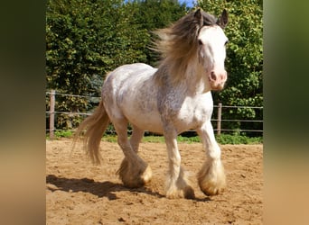 Gypsy Horse, Mare, 14 years, 13.1 hh, Roan-Blue