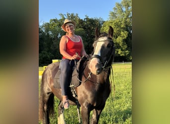 Gypsy Horse, Mare, 14 years, 13,1 hh, Black