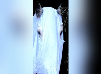 Gypsy Horse, Mare, 14 years, 13,1 hh, Roan-Blue