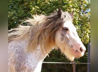 Gypsy Horse, Mare, 14 years, 13,1 hh, Roan-Blue