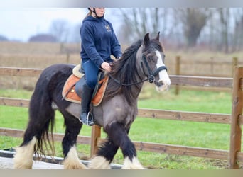 Gypsy Horse, Mare, 14 years, 14,1 hh, Black