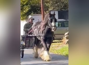 Gypsy Horse, Mare, 14 years, 14,1 hh, Black