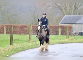 Gypsy Horse, Mare, 14 years, 14,1 hh, Black