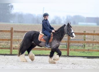 Gypsy Horse, Mare, 14 years, 14,1 hh, Black