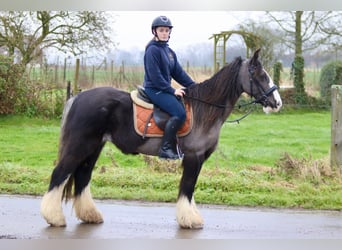 Gypsy Horse, Mare, 14 years, 14,1 hh, Black