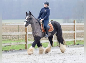 Gypsy Horse, Mare, 14 years, 14,1 hh, Black