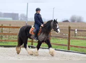 Gypsy Horse, Mare, 14 years, 14,1 hh, Black