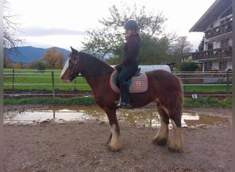 Gypsy Horse, Mare, 14 years, 14.1 hh, Sabino