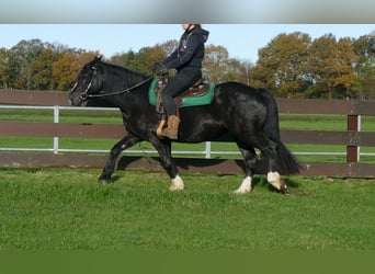 Gypsy Horse Mix, Mare, 14 years, 14.3 hh, Black