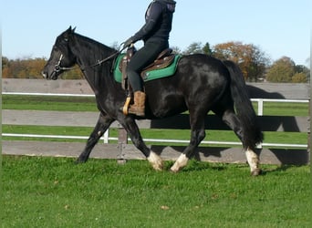 Gypsy Horse Mix, Mare, 14 years, 14.3 hh, Black