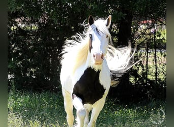 Gypsy Horse, Mare, 14 years, 14.3 hh