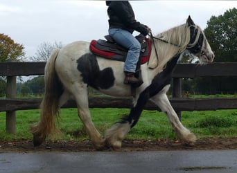 Gypsy Horse, Mare, 14 years, 14 hh, Pinto