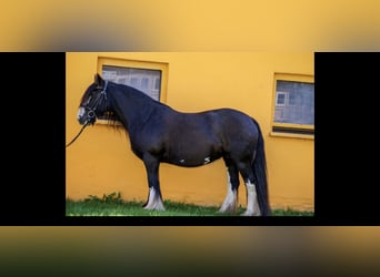 Gypsy Horse, Mare, 14 years, 14,1 hh, Black