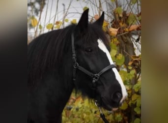 Gypsy Horse, Mare, 14 years, 14,2 hh, Black
