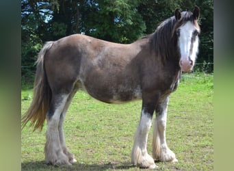 Gypsy Horse, Mare, 14 years, 15,1 hh, Roan-Blue